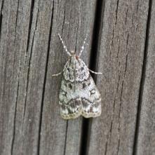 Sivenka krovinová  Eudonia lacustrata